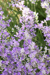 Lavender flowers, close up view of lavender field blooming in spring