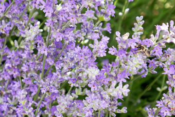 Lavender flowers, close up view of lavender field blooming in spring