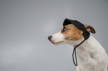 Dog jack russell terrier in a black cap on a white background. 
