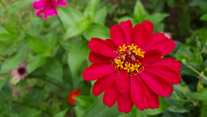 Close up, Beautiful red flowers among the green leaves 01