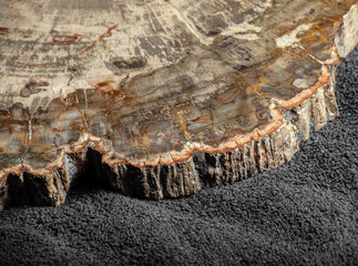 Piece of petrified wood