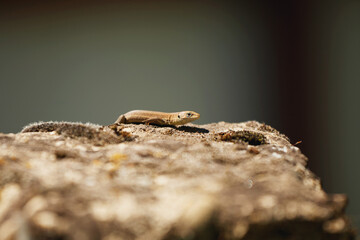 lizard on the stone