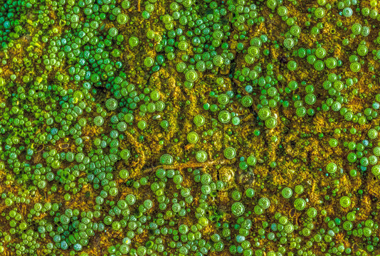 Volvox colony in the dryed pond