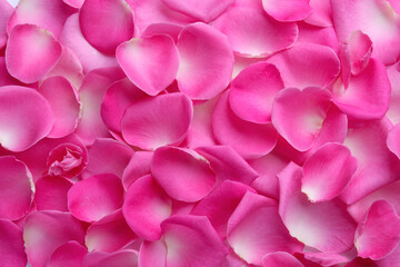 Obraz premium Closeup of many pink rose petals as background, top view