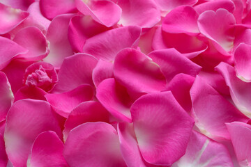 Many pink rose petals as background, closeup