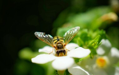 bee on flower