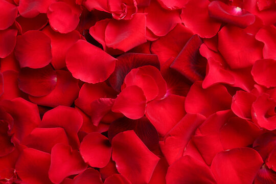 Closeup of many red rose petals as background, top view