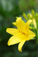 Fototapeta premium Beautiful yellow lily growing in garden, closeup