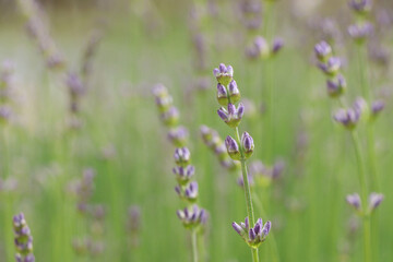Beautiful lavender on blurred background, closeup. Space for text