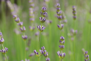 Beautiful lavender on blurred background, closeup view