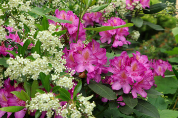 Beautiful pink and white flowers in garden, closeup