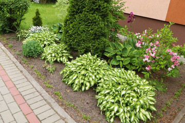 Fototapeta na wymiar Beautiful flowerbed with different plants outdoors. Gardening and landscaping