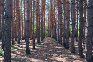 beautiful pine forest in the park
