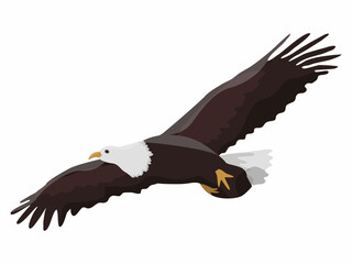 Bald Eagle flies. Bird of North America. animal vector