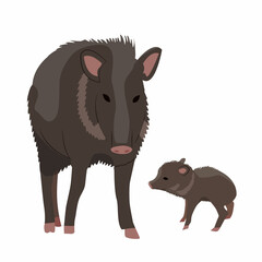 Mother Peccary and her cub. Javelina or skunk pig. Wild animals of South America. realistic vector