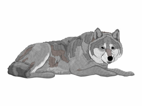 The gray European wolf lies. Realistic vector predator