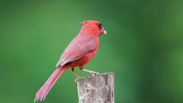 Red Male Cardinal on a post with crest extended