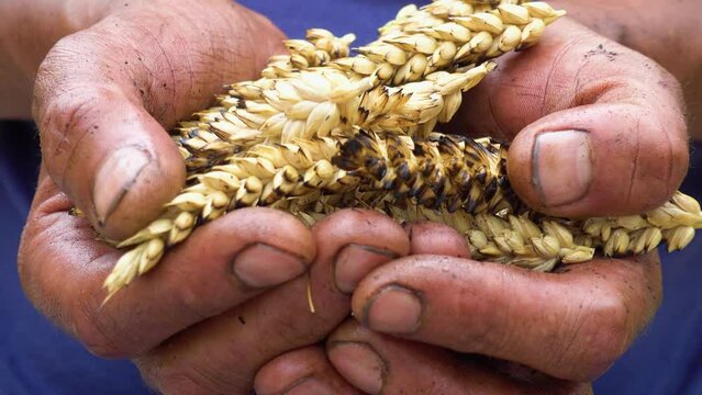Agriculture. The problem of world fires. Economic crisis. Farmer's hands with wheat after the fire. The concept of world hunger, food crisis. Male hands with ears of wheat, burnt in the fire.