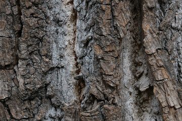 Close-up of the gray texture of the bark of the tree, the background is wooden.