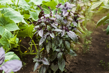 Basil on the garden bed. A young purple basil bush grows outside in the garden. Crop and vegetable growing. Healthy vegetables, spices.