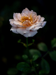 Naklejka na ściany i meble Shape and colors of Ambridge rose that blooming