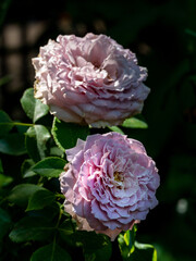 Shape and colors of Princess Kaori roses blooming