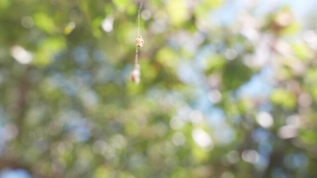 Drooping Orchard Ermine web habitat macro closeup