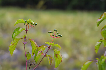 Dogwood berries - Cornus sanguinea Calcareous scrub bush