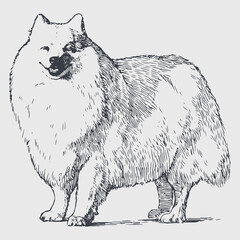 Hand drawing of cute fluffy white dog standing and looking