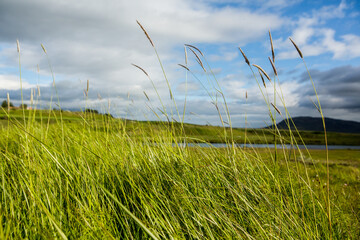 Picturesque landscape with green nature in Iceland during summer. Image with a very quiet and innocent nature.
