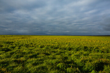 Picturesque landscape with green nature in Iceland during summer. Image with a very quiet and innocent nature.
