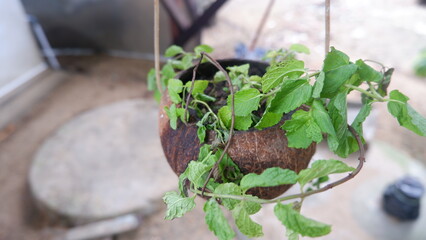A mint tree planted in the coconut shell