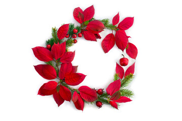 Christmas decoration. Frame of flowers of red poinsettia, branch christmas tree, red berries, apple...