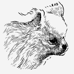 Sketch portrait of cute fluffy lap dog