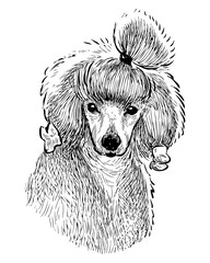 Sketch portrait of cute funny poodle dog