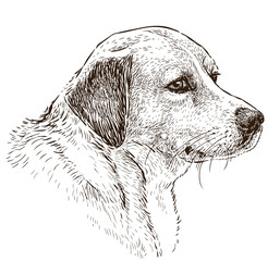 Sketch portrait of cute hunting dog