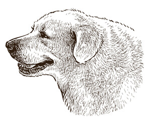 Sketch portrait of profile purebred retriever