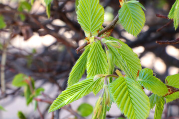 Green young leaves grow on a tree in the park in the spring.