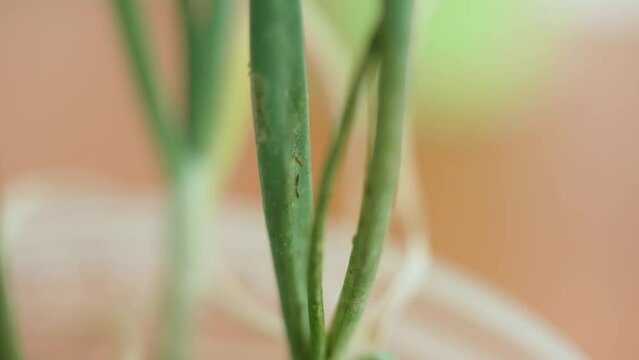 Plant pests, dark springtails, adults of insects live on green plant sprout, close-up, macro. Affected by disease, dangerous spots are juicy spring onion leaves. Problems of selection, plant growing.