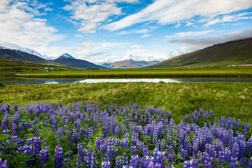 Picturesque landscape with green nature in Iceland during summer. Image with a very quiet and innocent nature.
