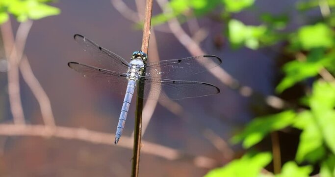 Blue Dasher Dragonfly resting on a stem by a farm pond on a summer afternoon