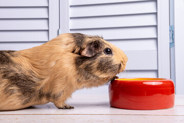 Portrait of a beige guinea pig of an American breed that eats from a red bowl close-up