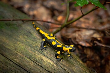 Feuersalamander, Lurch