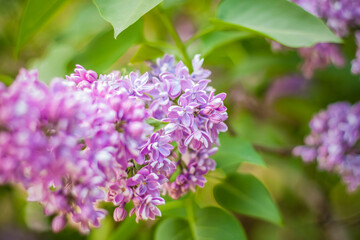 Obraz na płótnie Canvas Beautiful and fragrant lilac in the garden. Close-up with a copy of the space, using the natural landscape as the background. Natural wallpaper. Selective focus.