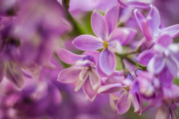 Beautiful and fragrant lilac in the garden. A close-up with a copy of the space, shot on a macro with a background blur for the wallpaper as the background. Natural wallpaper. Selective focus.