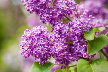 Beautiful and fragrant lilac in the garden. Close-up with a copy of the space, using the natural landscape as the background. Natural wallpaper. Selective focus.