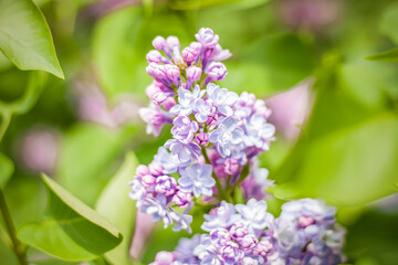 Fototapeta na wymiar Beautiful and fragrant lilac in the garden. Close-up with a copy of the space, using the natural landscape as the background. Natural wallpaper. Selective focus.