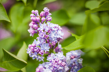 Beautiful and fragrant lilac in the garden. Close-up with a copy of the space, using the natural landscape as the background. Natural wallpaper. Selective focus.