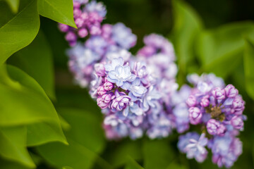 Beautiful and fragrant lilac in the garden. Close-up with a copy of the space, using the natural landscape as the background. Natural wallpaper. Selective focus.