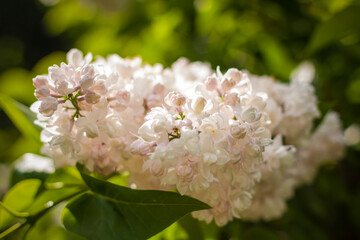 Beautiful and fragrant lilac in the garden. Close-up with a copy of the space, using the natural landscape as the background. Natural wallpaper. Selective focus.